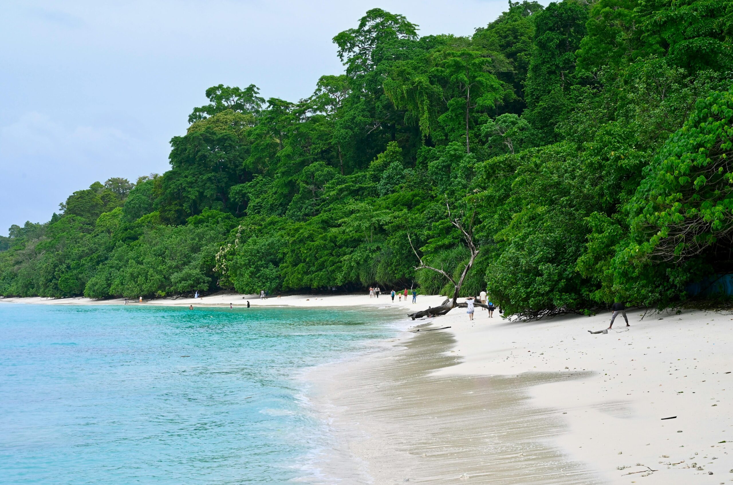 Explore the untouched beauty of a tropical beach in the Andaman and Nicobar Islands with lush green forests.