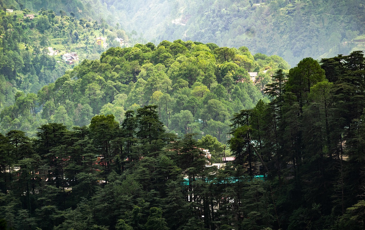 mountains, forest, trees, shimla, alpine, hill, nature, fog, landscape, scenery, tropical, india, shimla, shimla, shimla, shimla, shimla